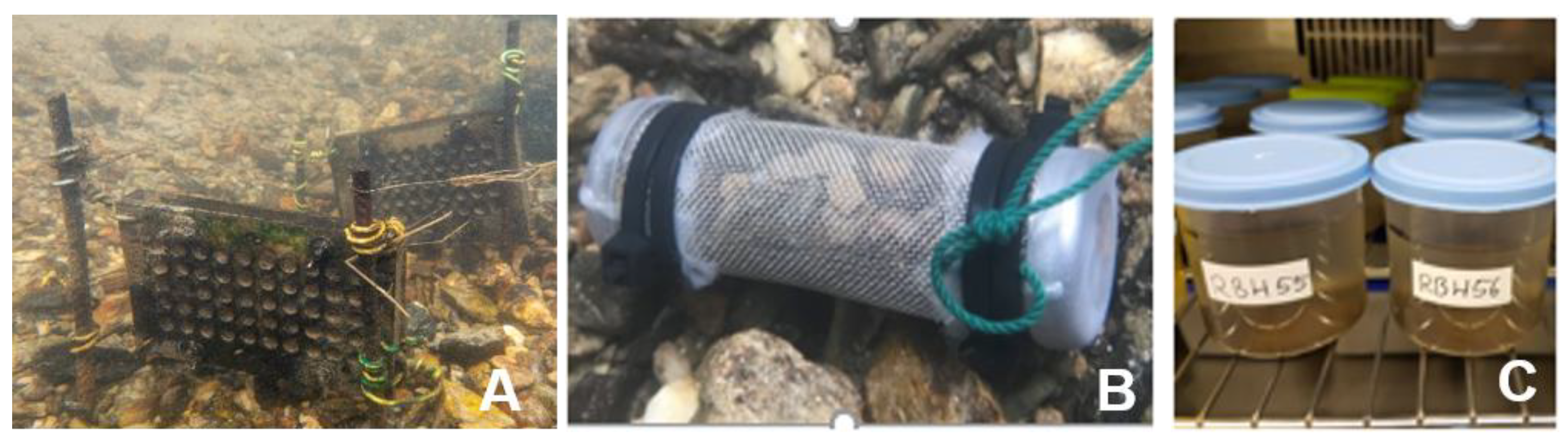 Diversity 16 00039 g001