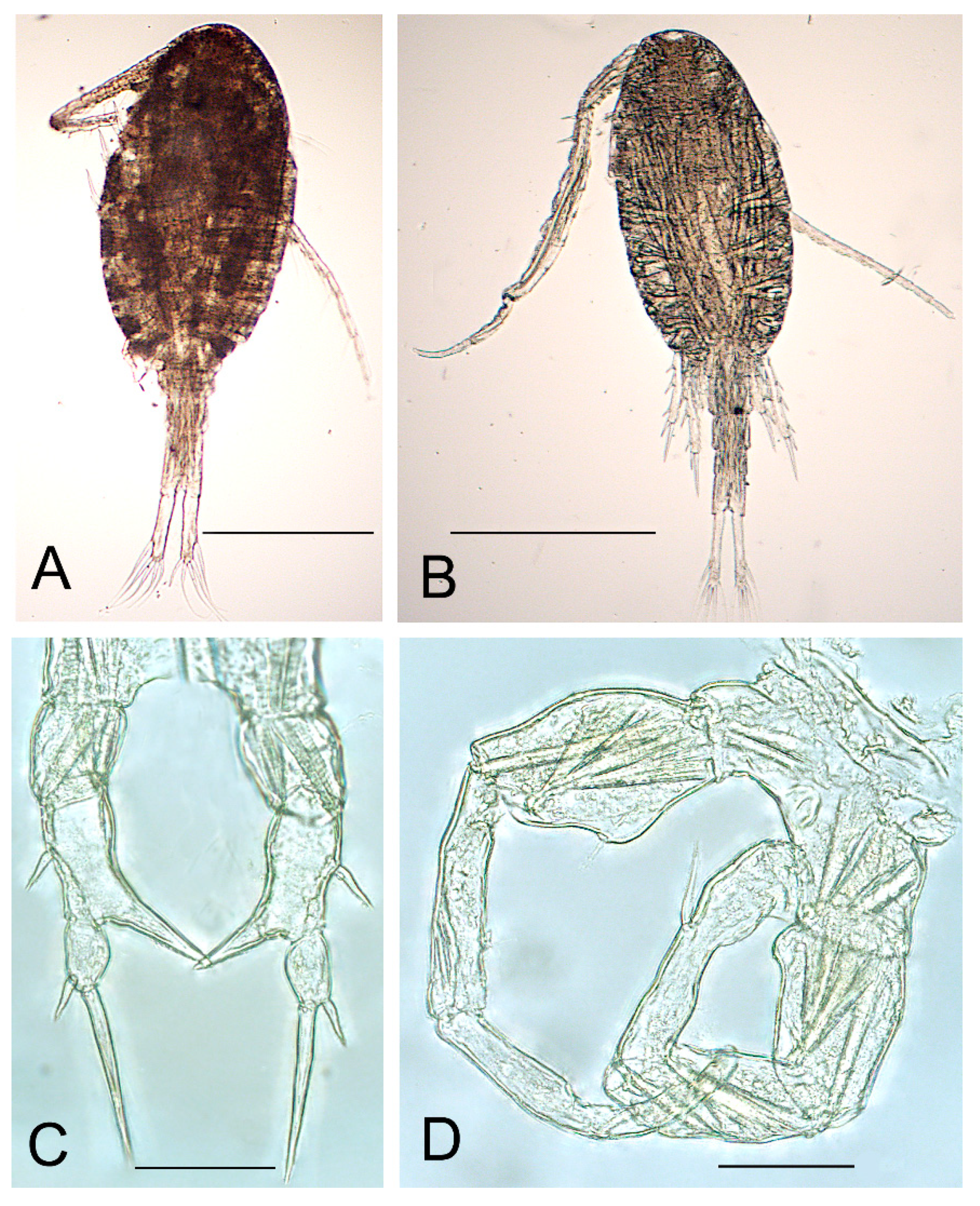 Diversity 16 00047 g006