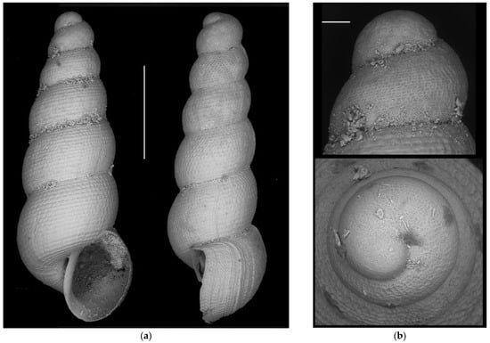 Diversity 16 00050 g0a5