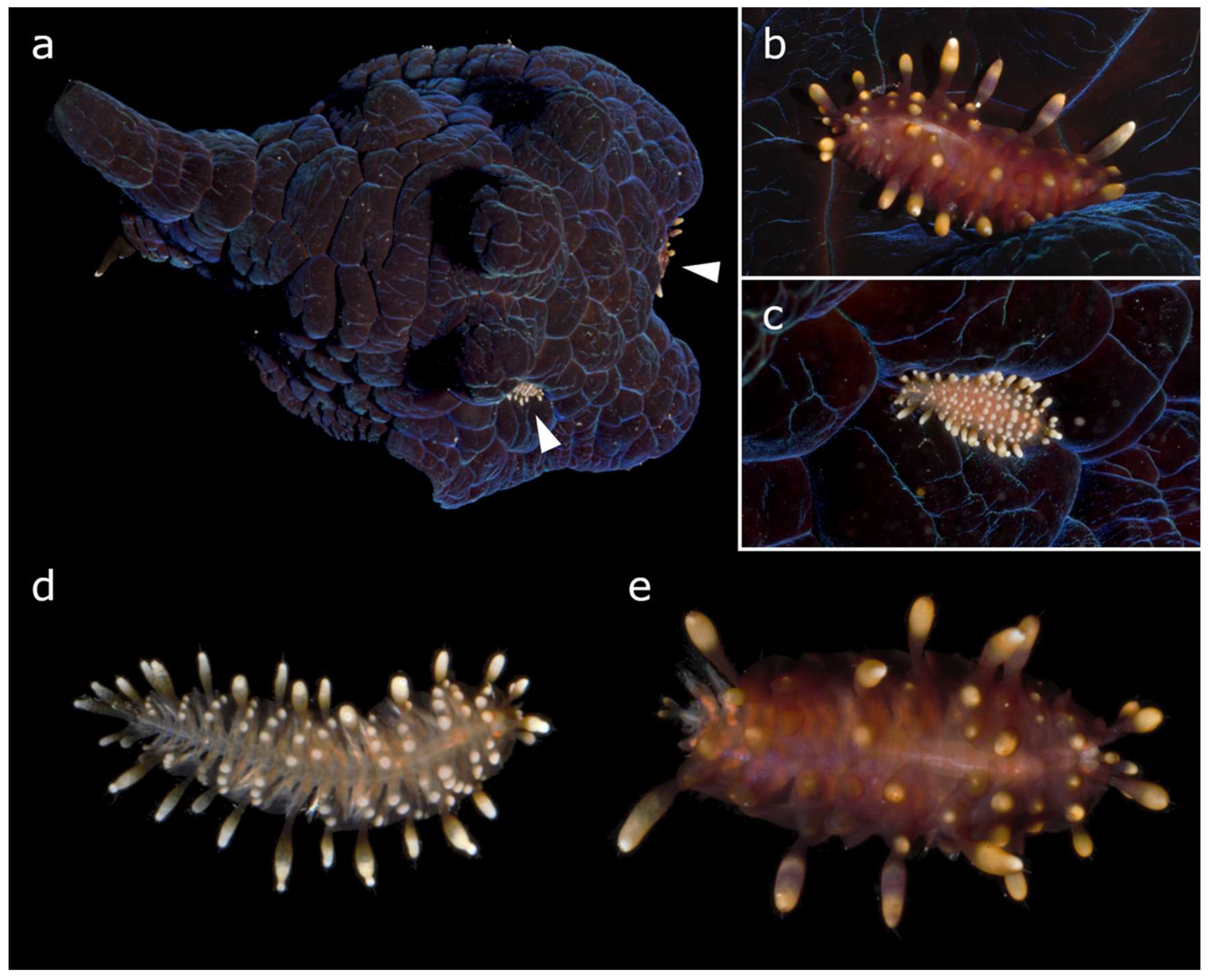 Diversity 16 00065 g001