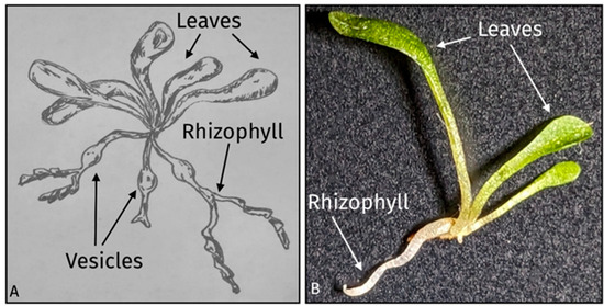 Diversity 16 00077 g001