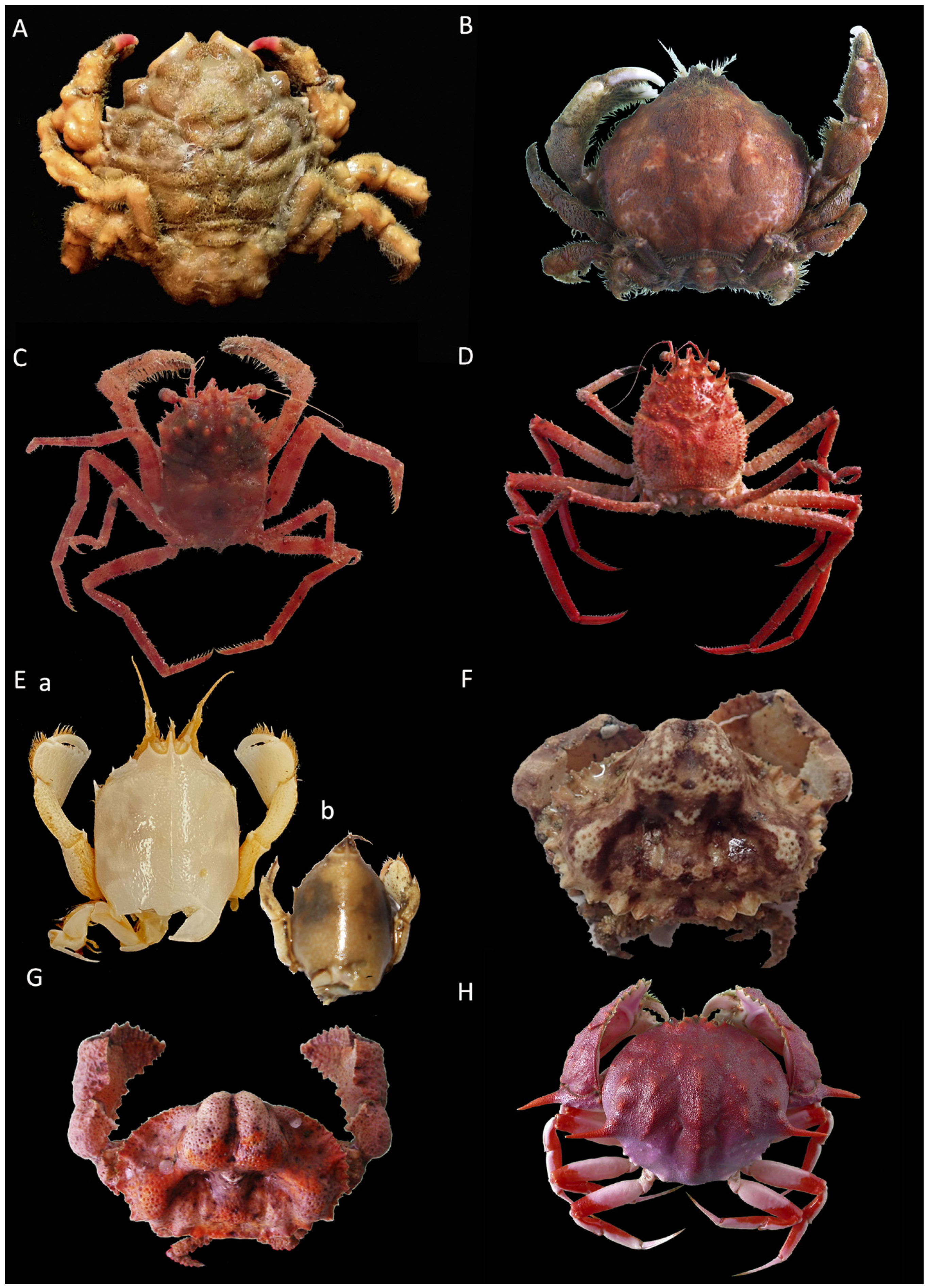 Diversity 16 00093 g002