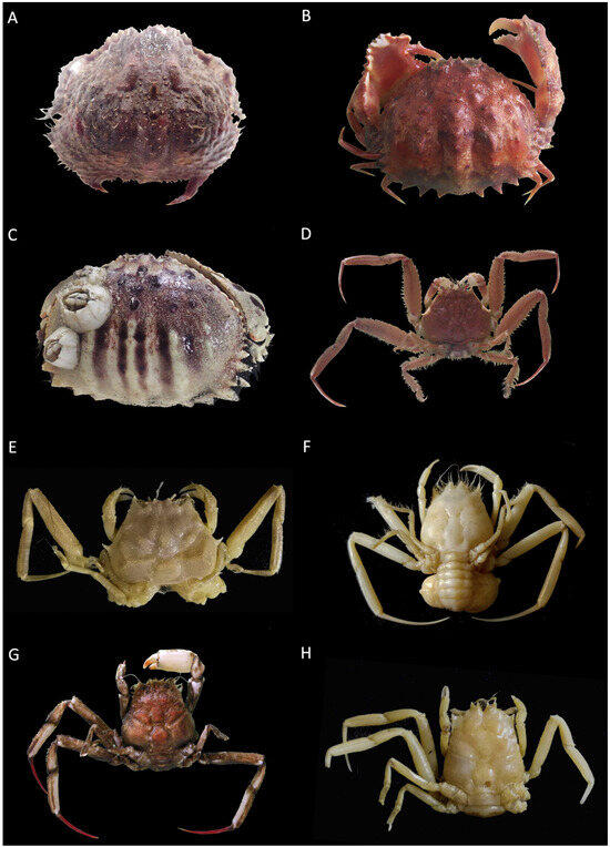 Diversity 16 00093 g004