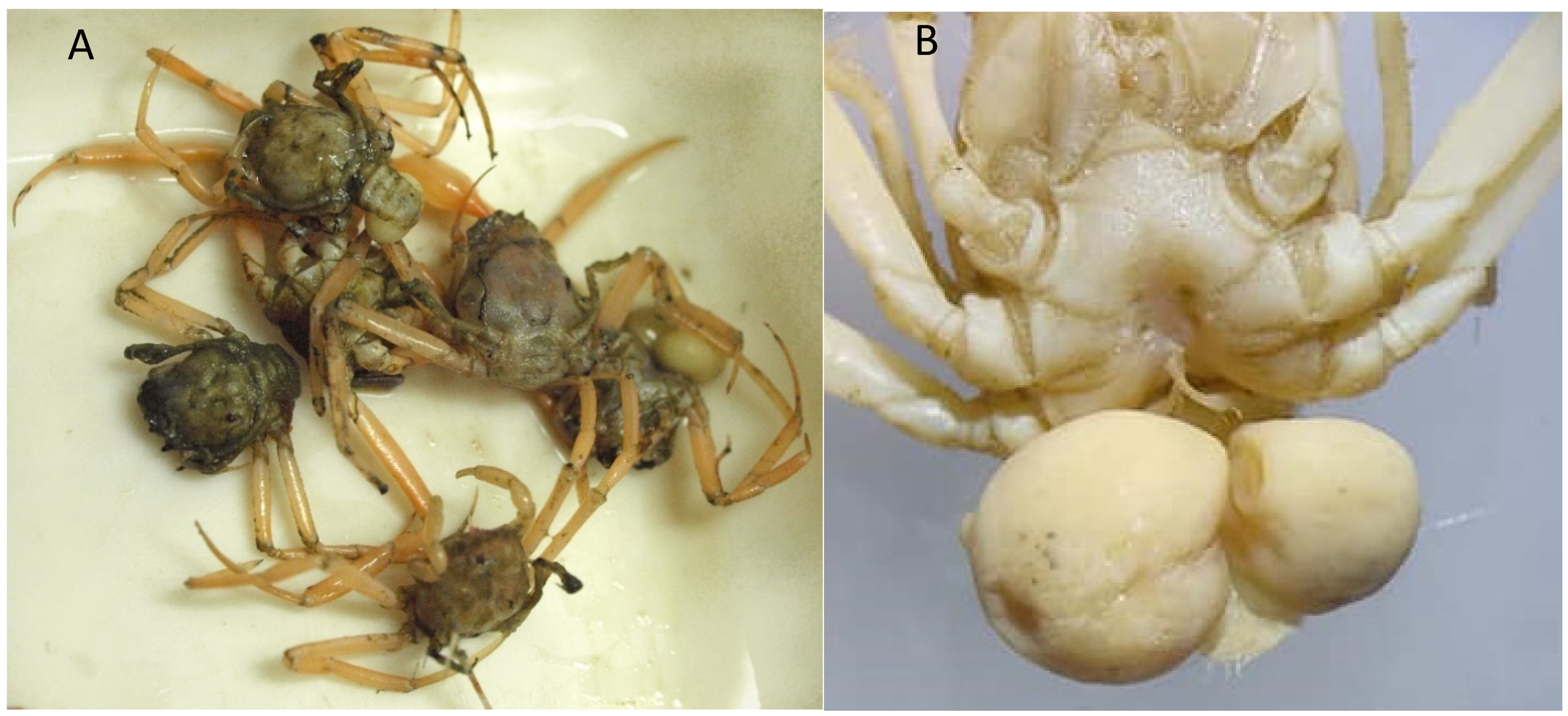 Diversity 16 00093 g005