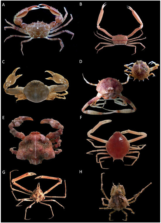 Diversity 16 00093 g006