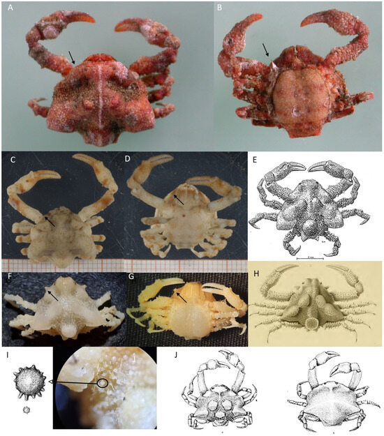 Diversity 16 00093 g007