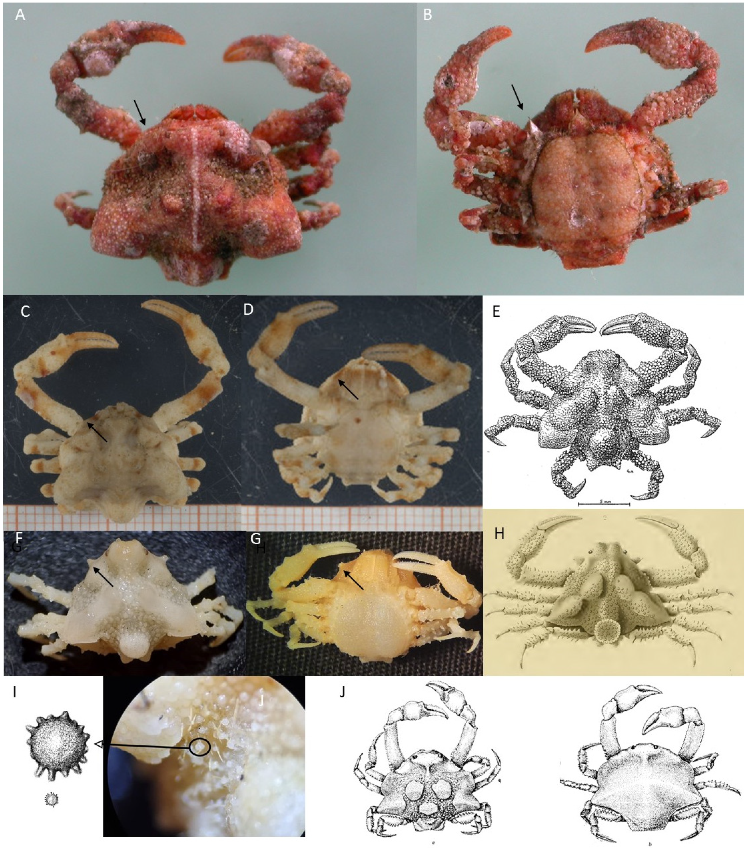 Diversity 16 00093 g007