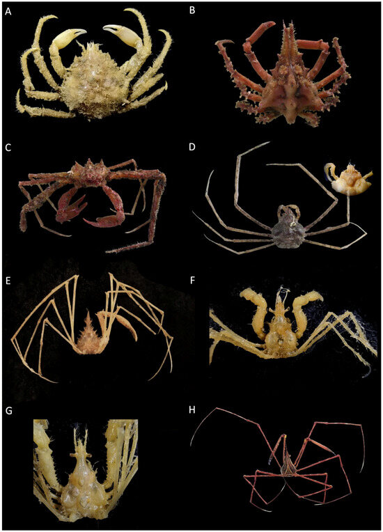 Diversity 16 00093 g008