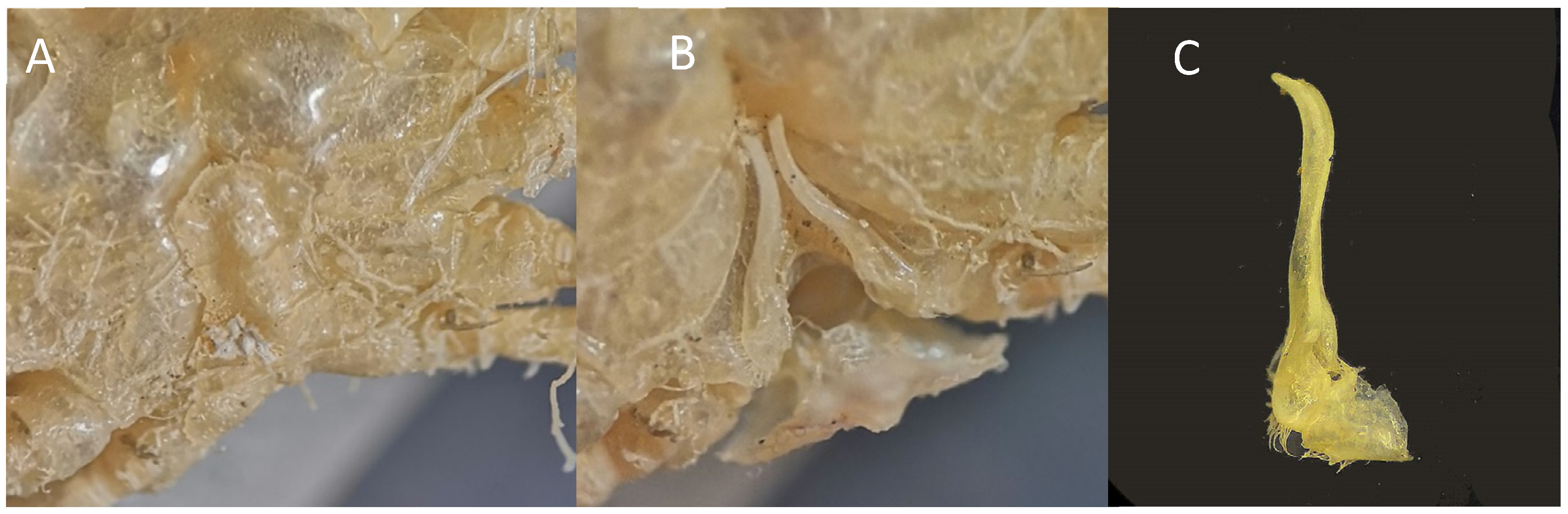 Diversity 16 00093 g010