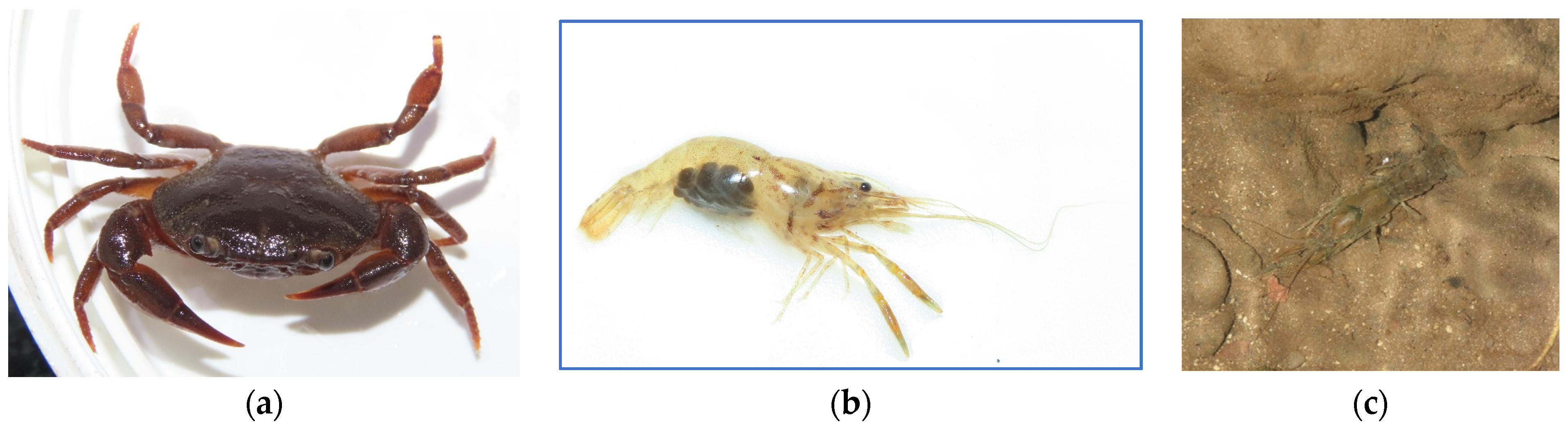 Diversity 16 00103 g0a10