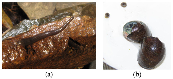 Diversity 16 00103 g0a11