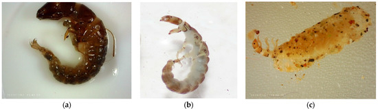 Diversity 16 00103 g0a2