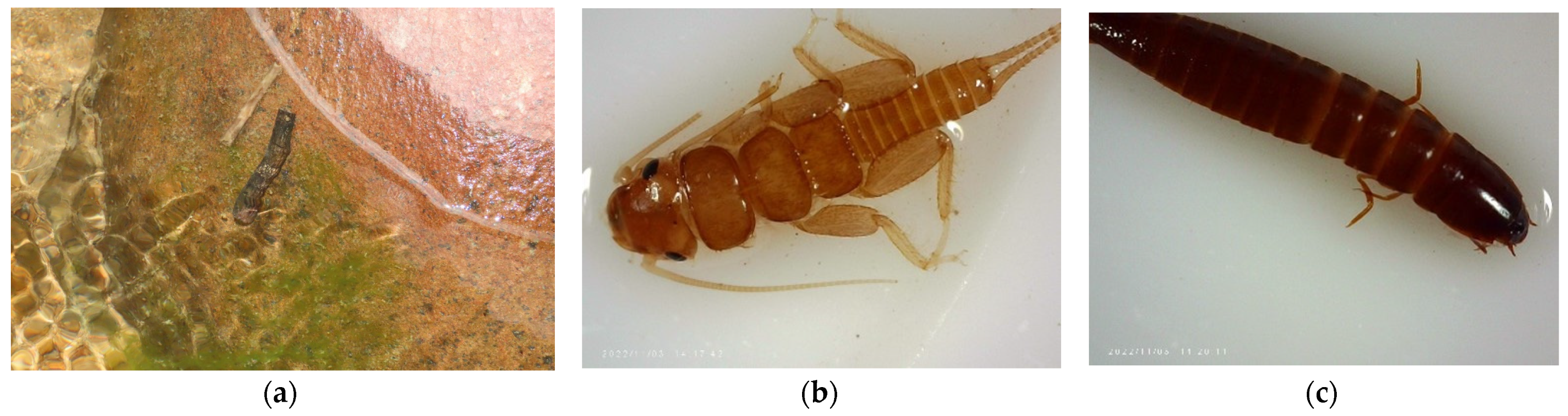 Diversity 16 00103 g0a3