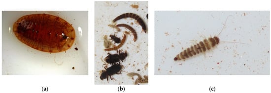 Diversity 16 00103 g0a4