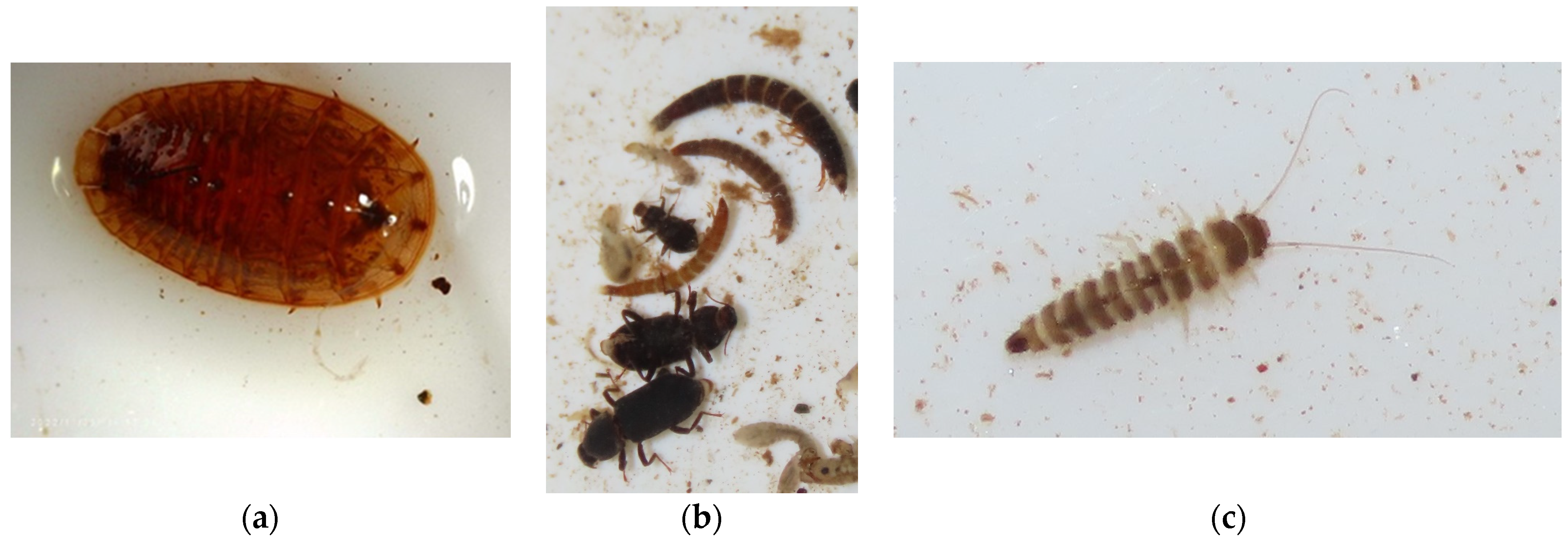 Diversity 16 00103 g0a4