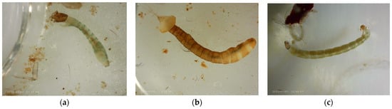 Diversity 16 00103 g0a5