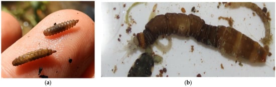 Diversity 16 00103 g0a6