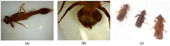 Diversity 16 00103 g0a7