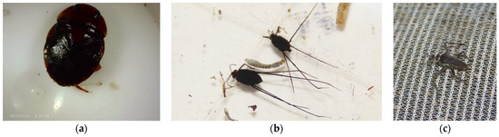 Diversity 16 00103 g0a8