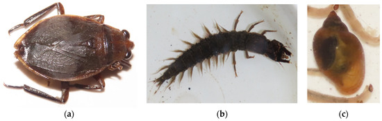 Diversity 16 00103 g0a9