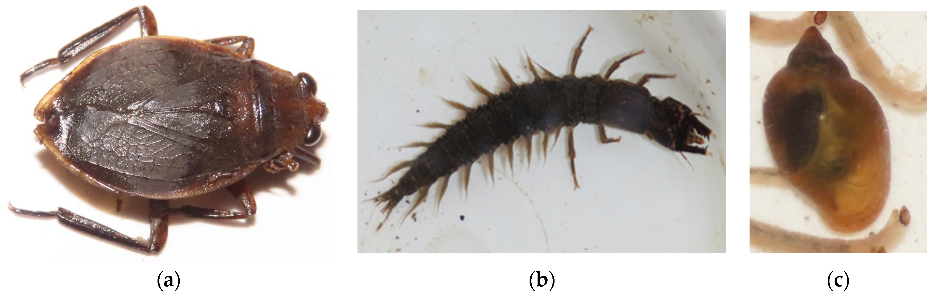 Diversity 16 00103 g0a9