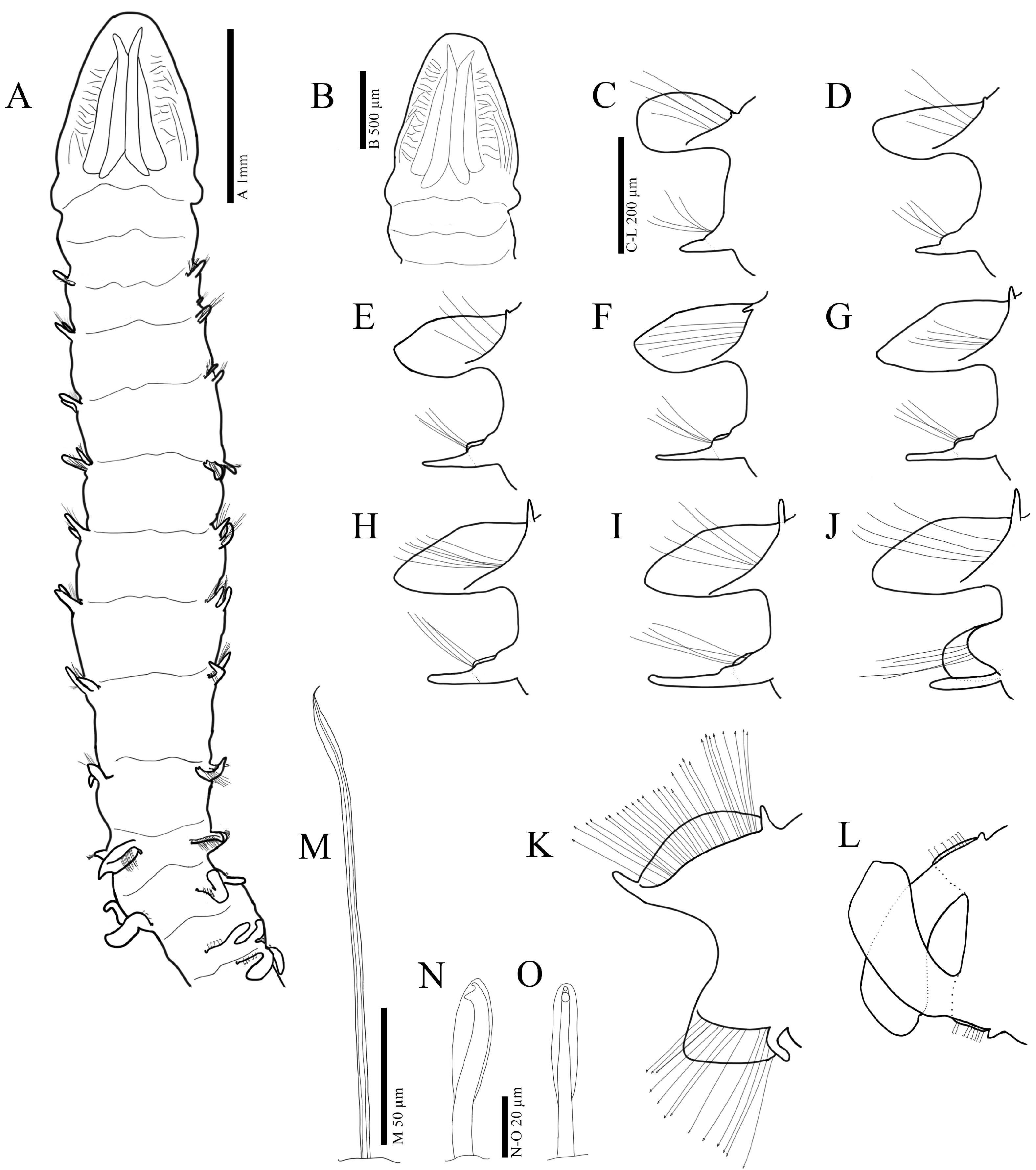 Diversity 16 00112 g002