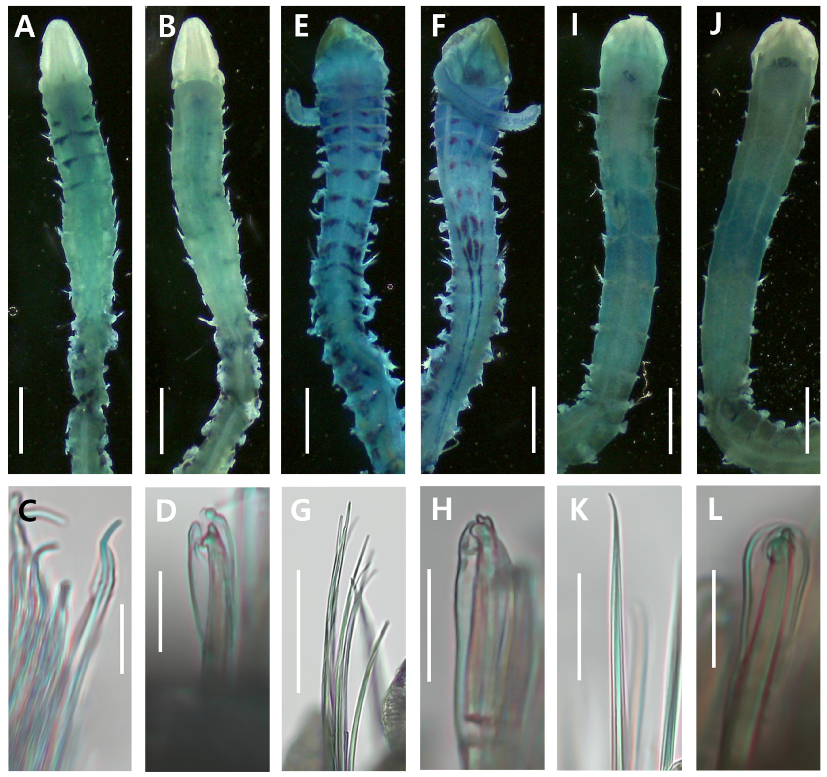 Diversity 16 00112 g003