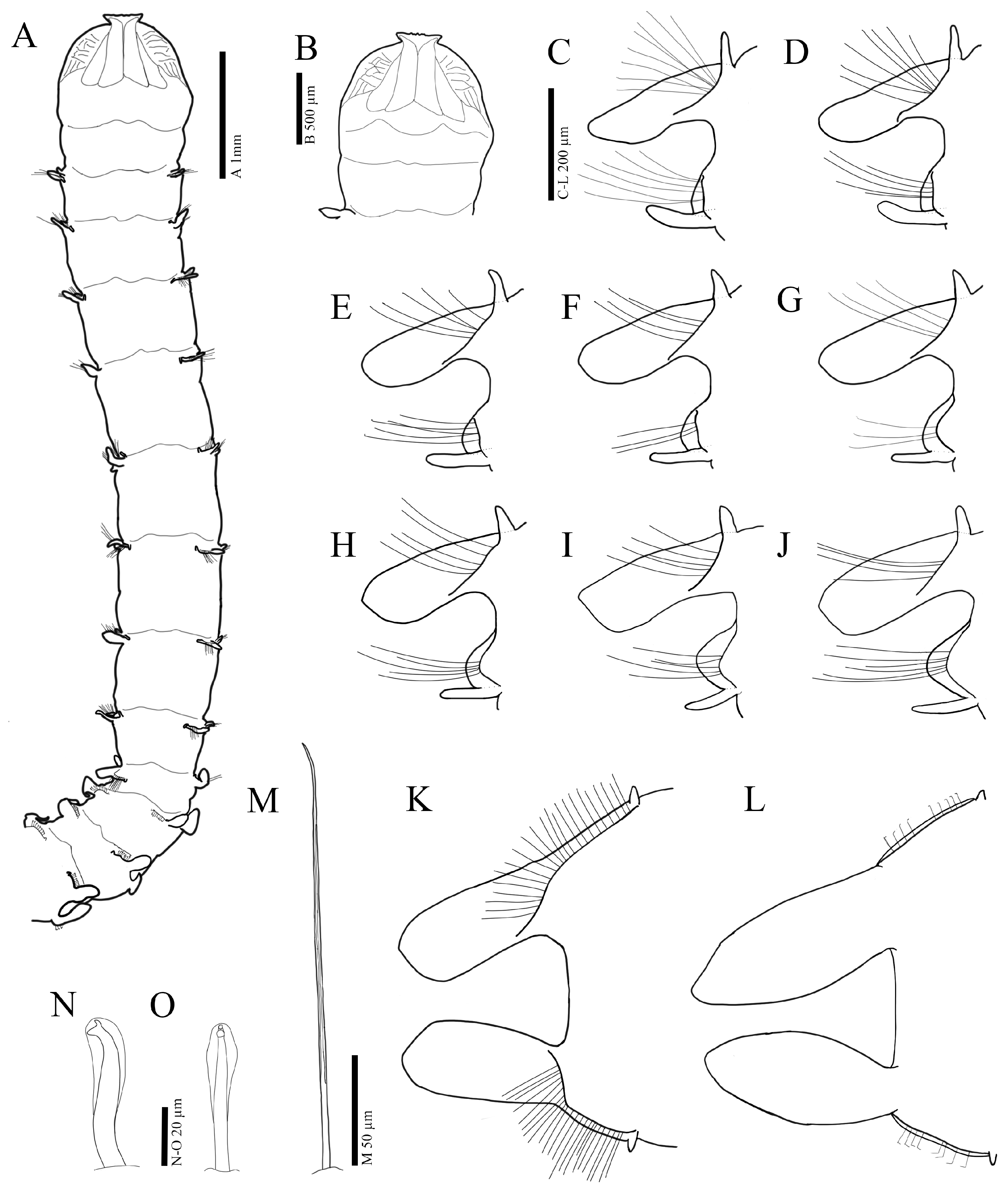 Diversity 16 00112 g005