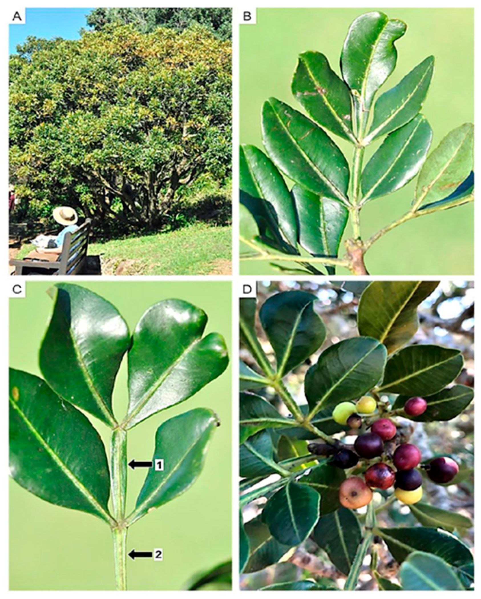 Diversity 16 00113 g003