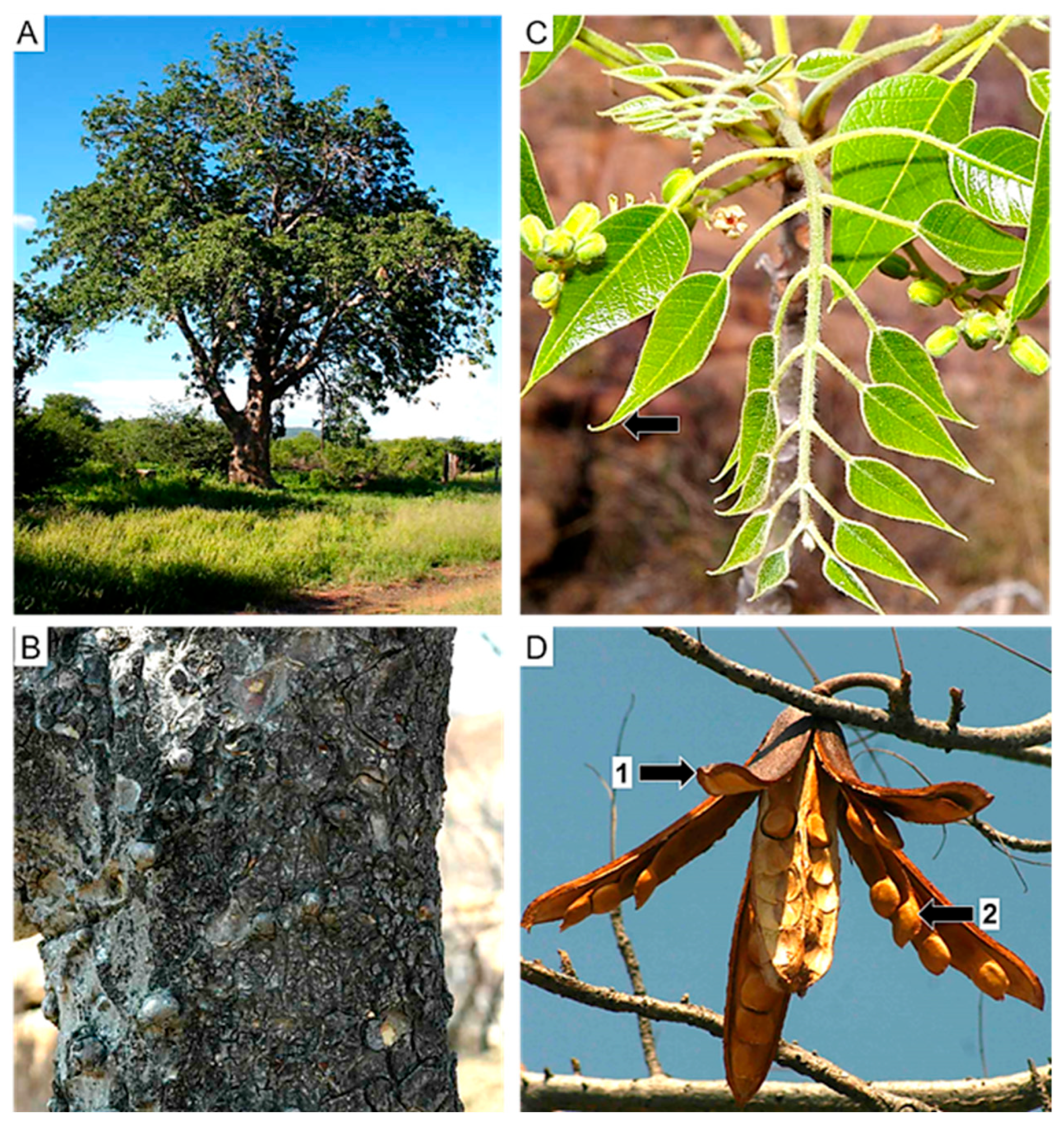 Diversity 16 00113 g005