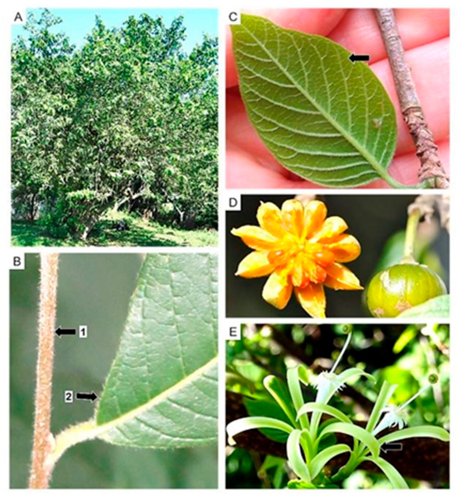 Diversity 16 00113 g015