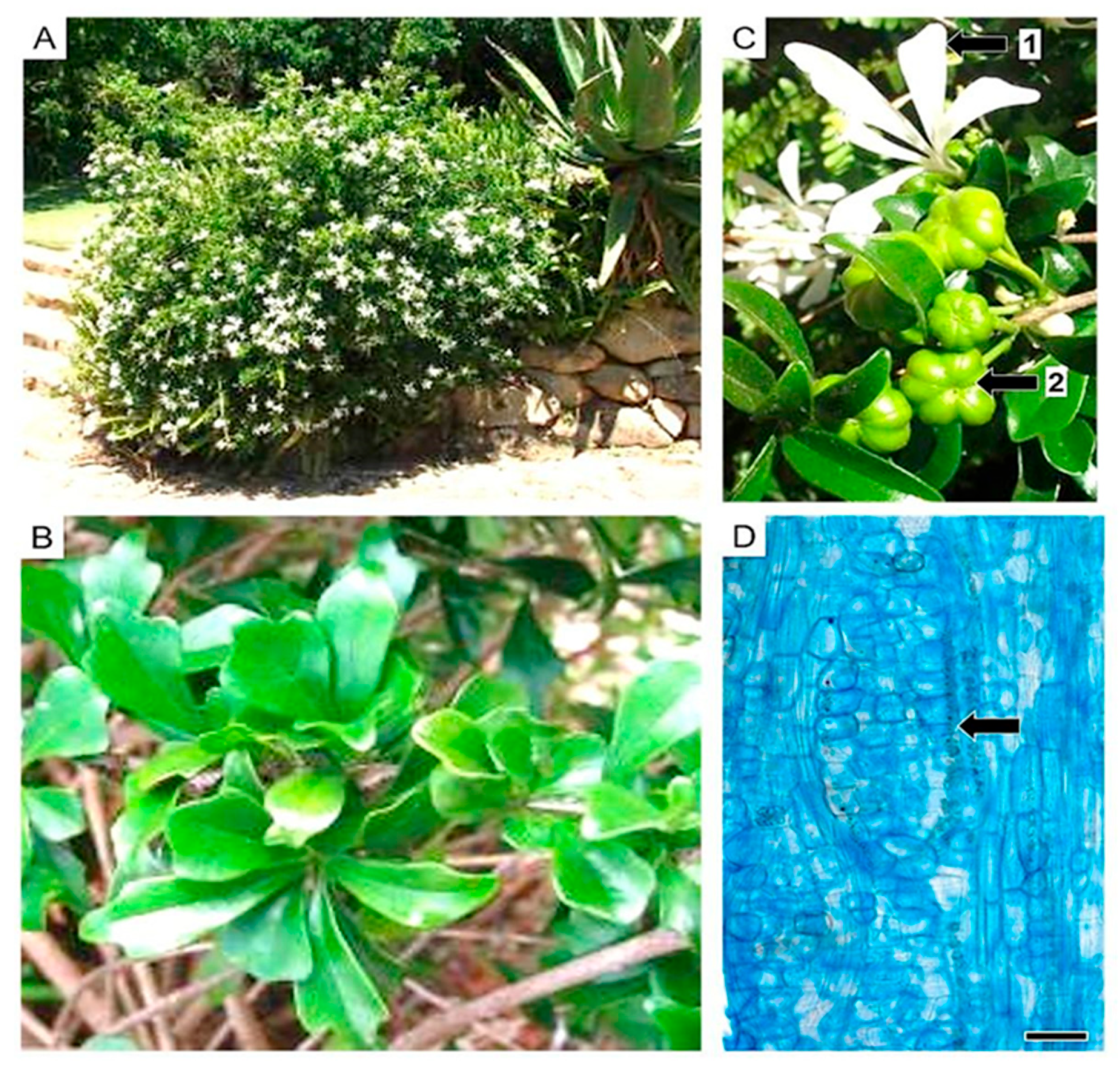 Diversity 16 00113 g017