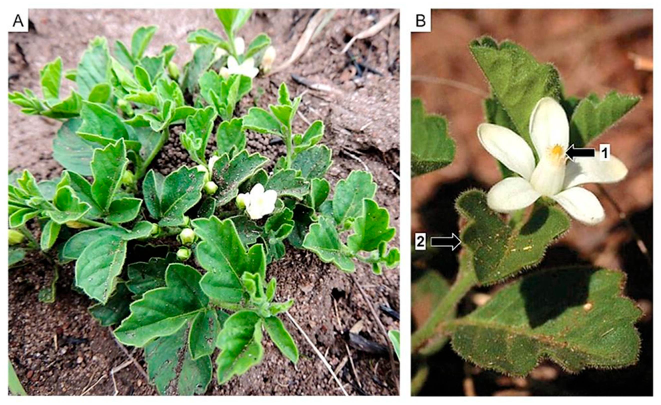 Diversity 16 00113 g021