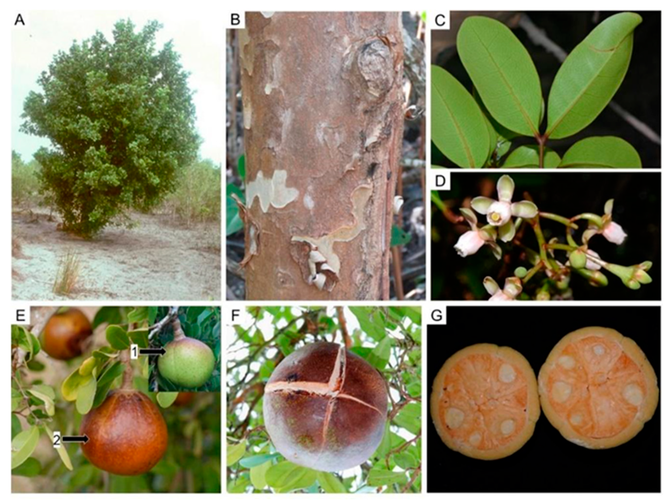 Diversity 16 00113 g025