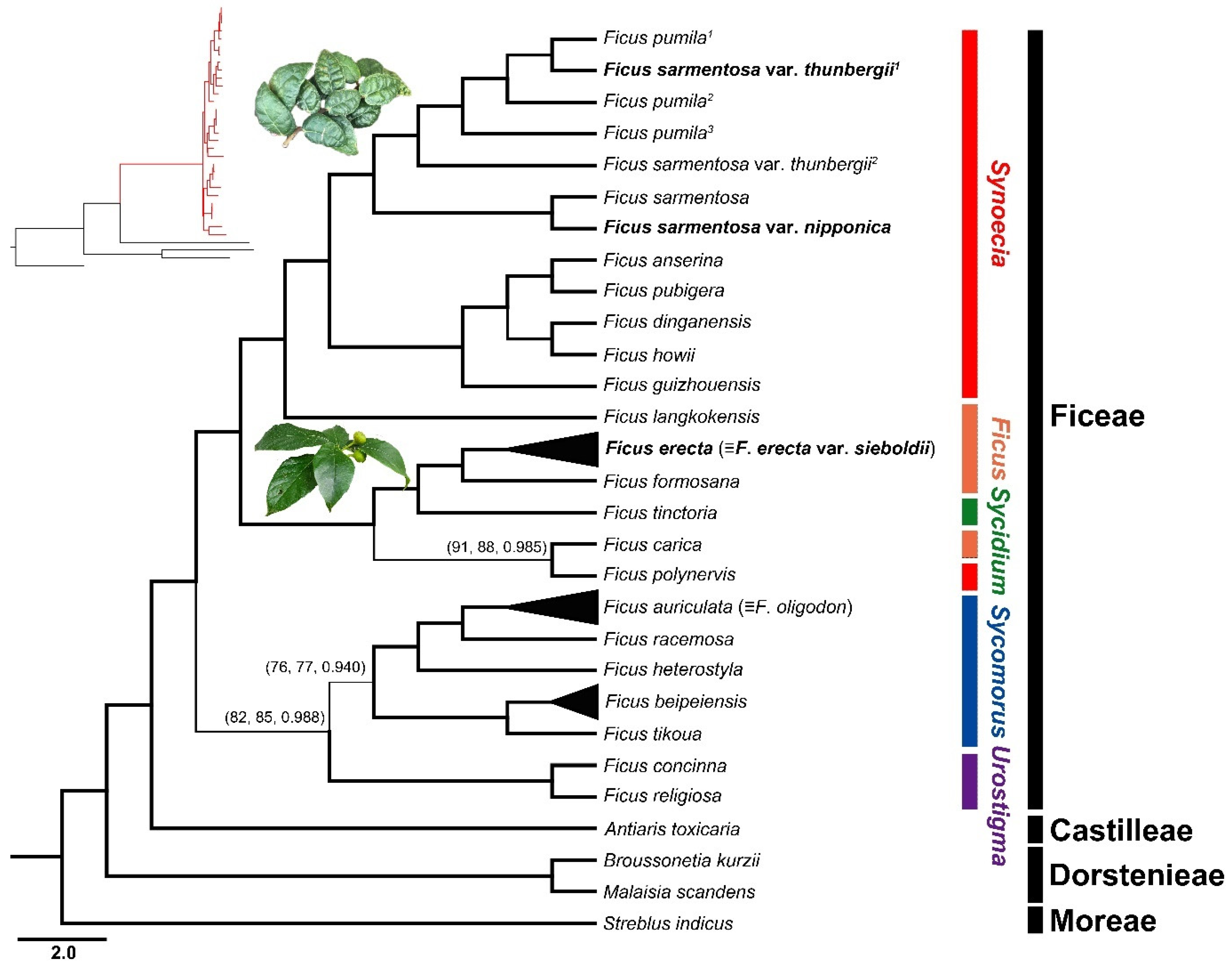 Diversity 16 00129 g002