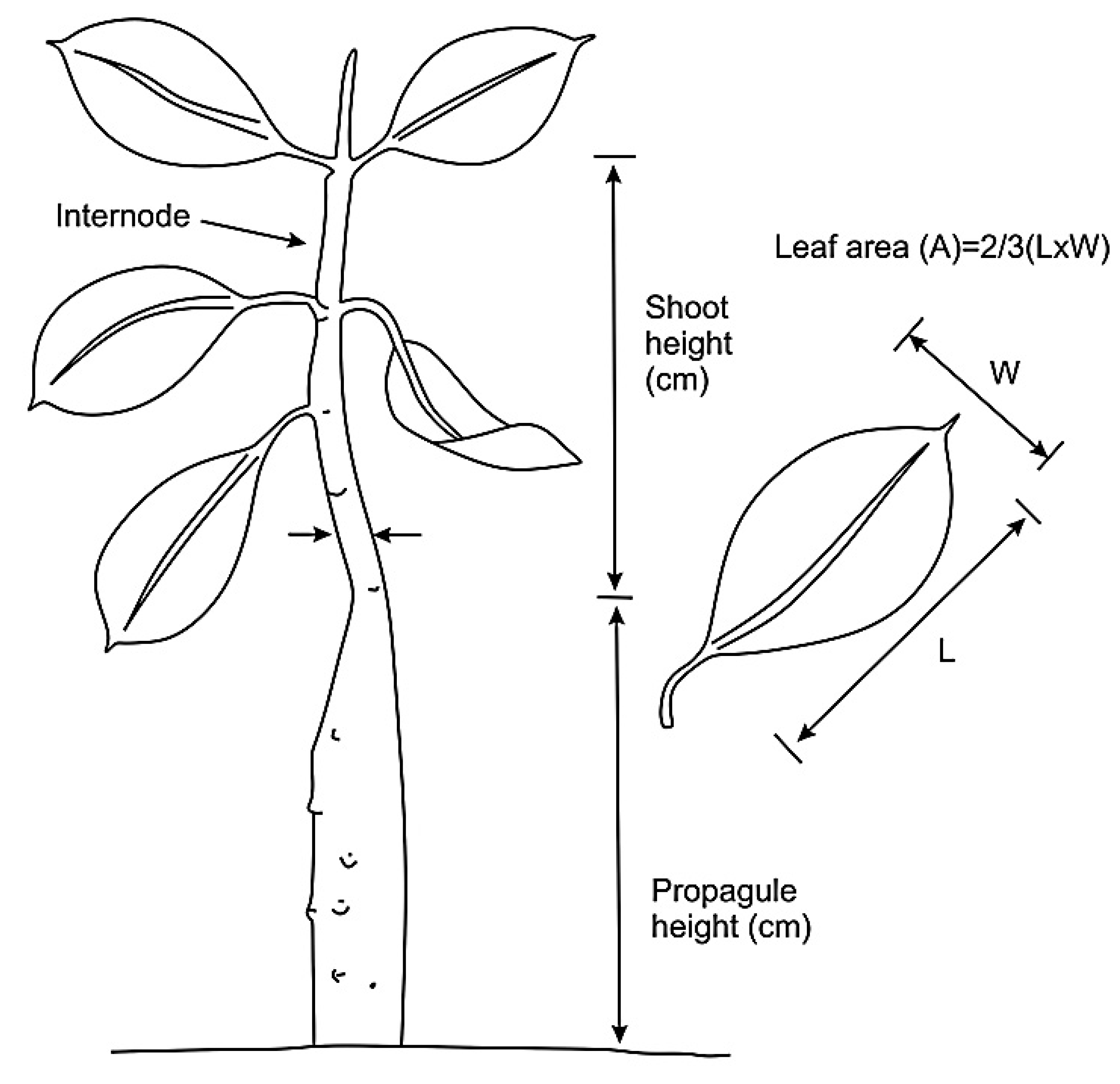 Diversity 16 00135 g004