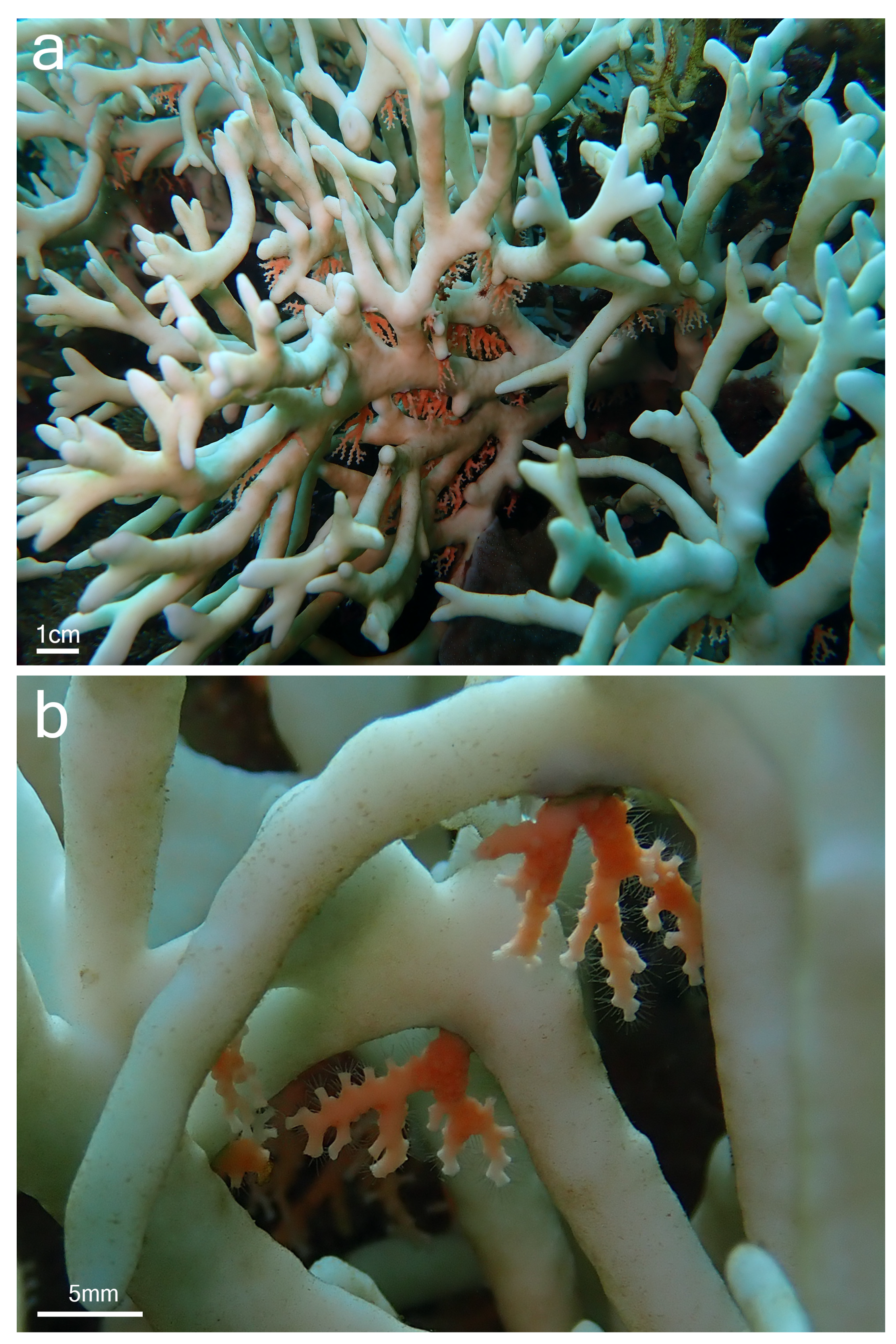 Diversity 16 00142 g003