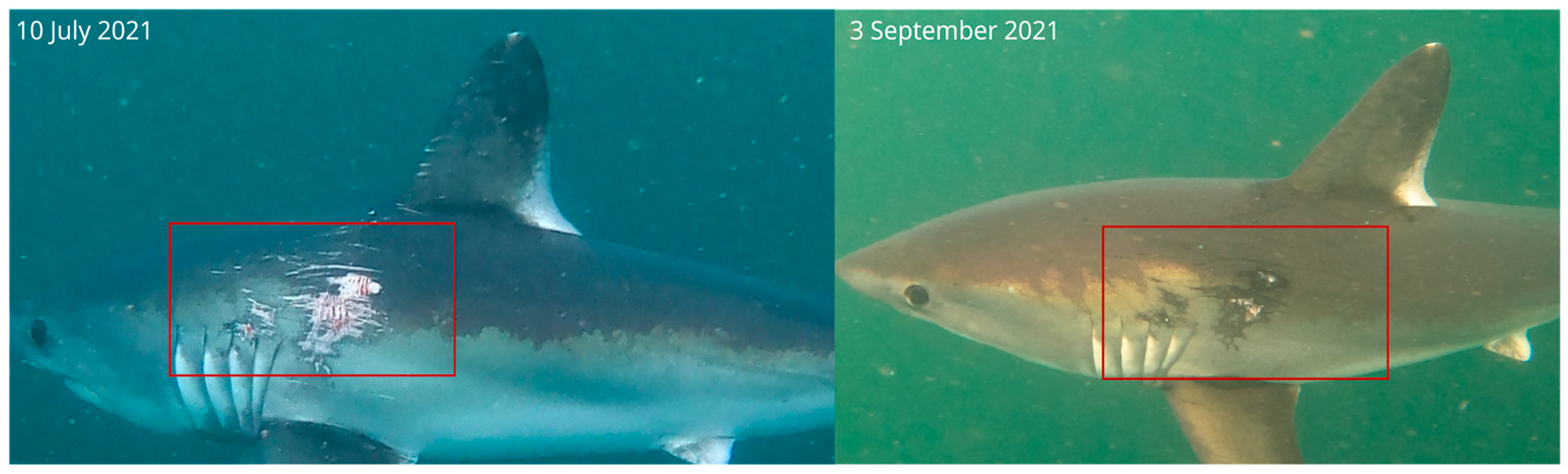 Diversity 16 00155 g006