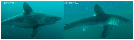 Diversity 16 00155 g0a2