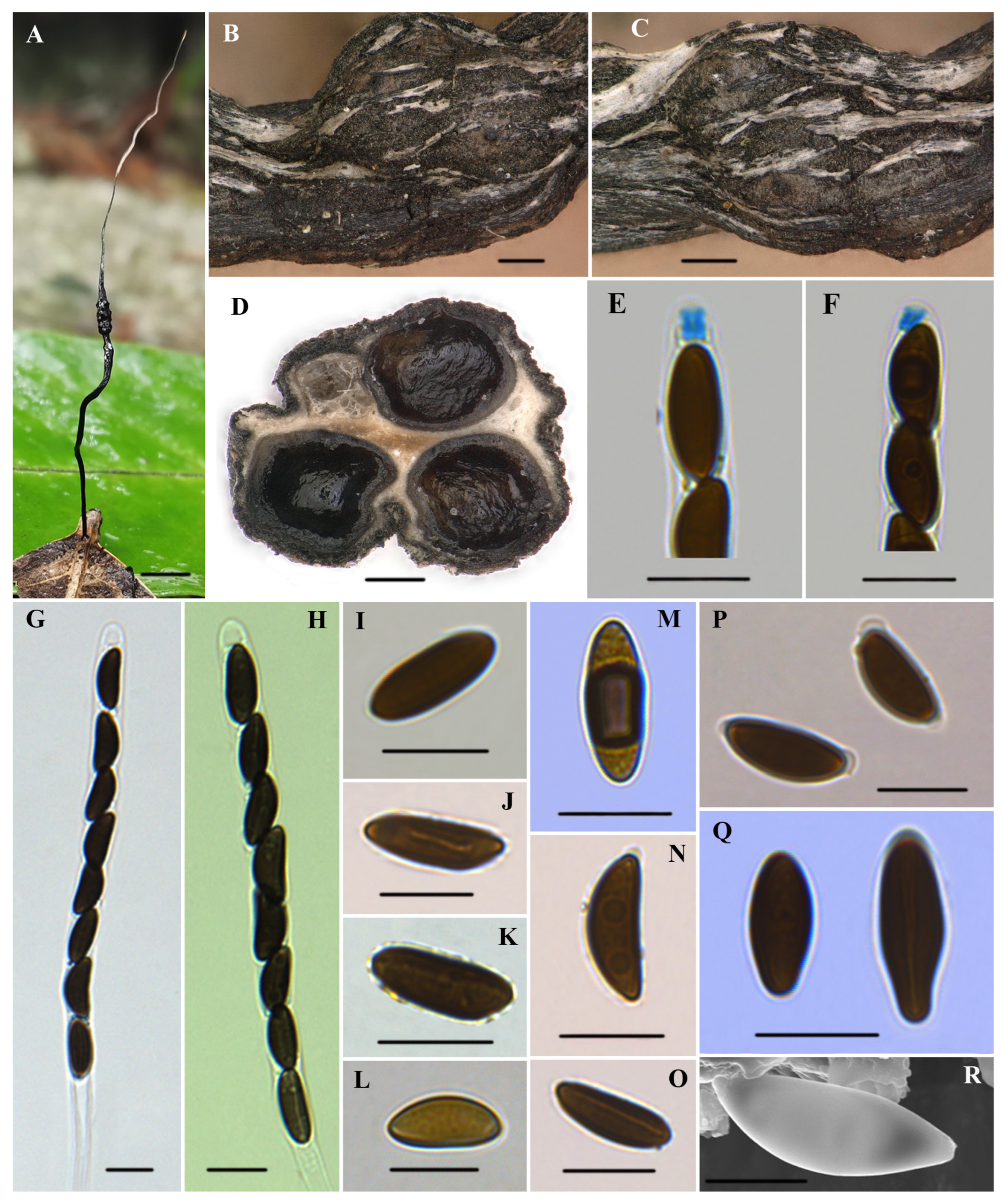 Diversity 16 00179 g002