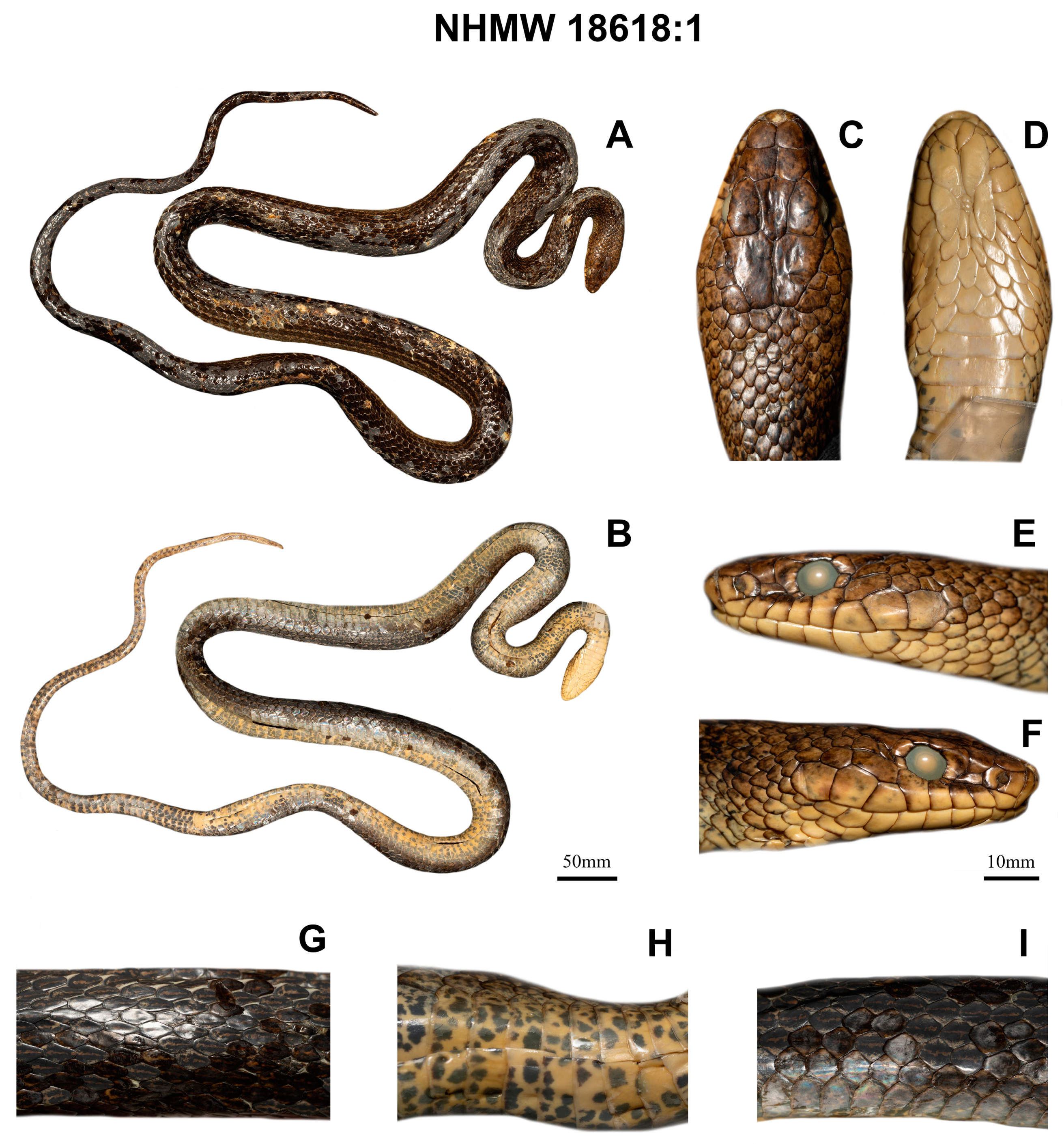 Diversity 16 00184 g004