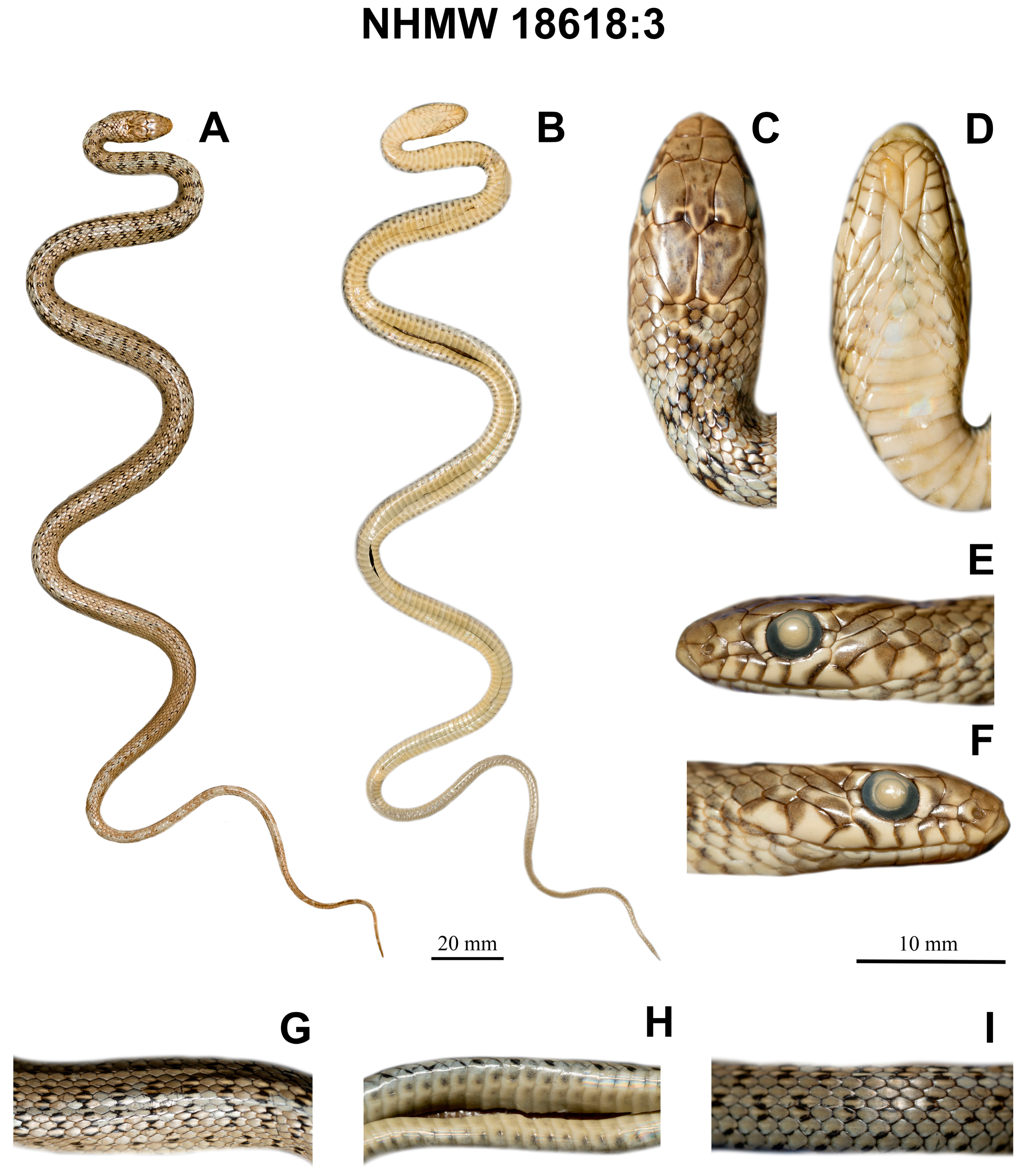 Diversity 16 00184 g005