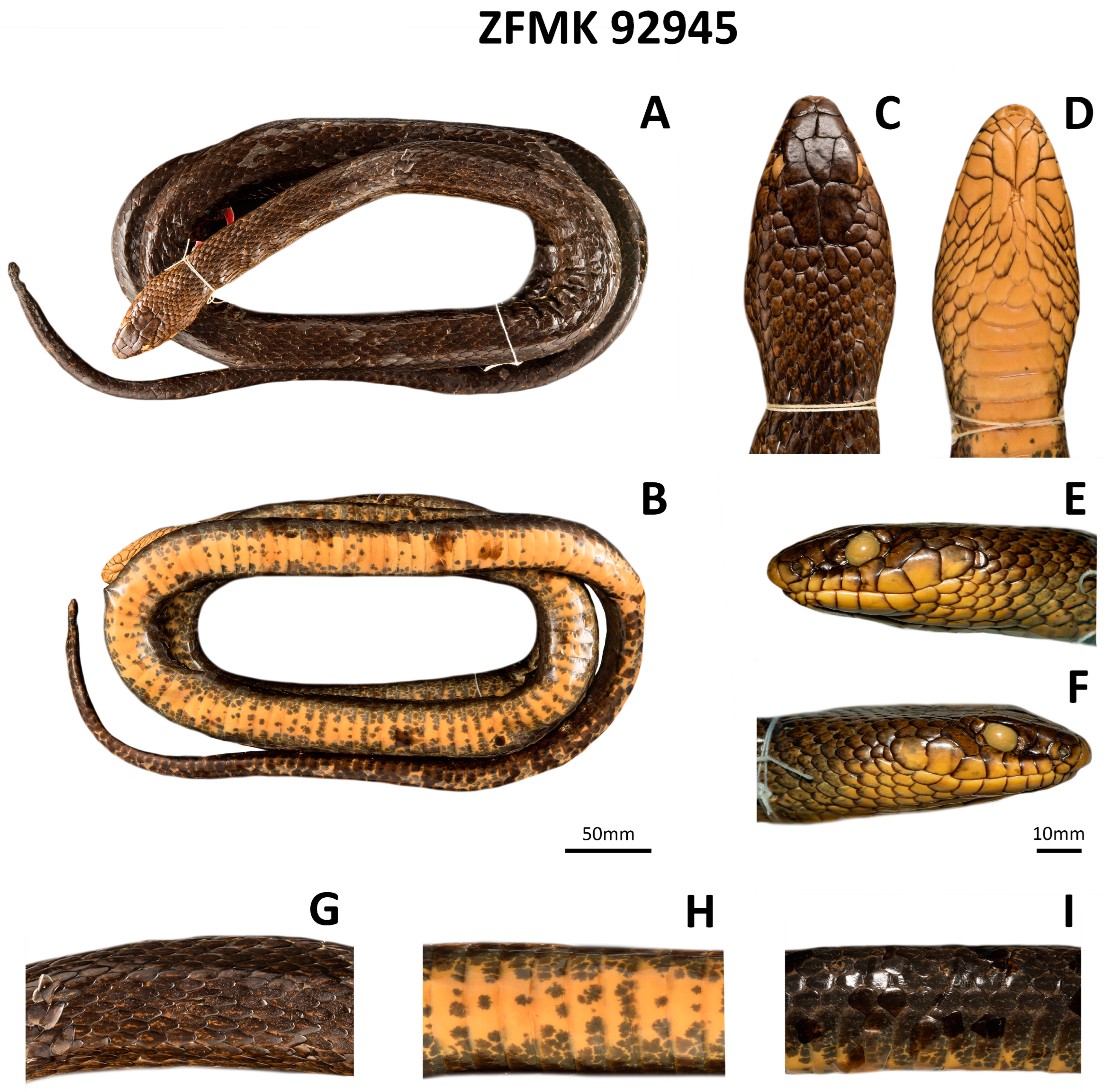 Diversity 16 00184 g006