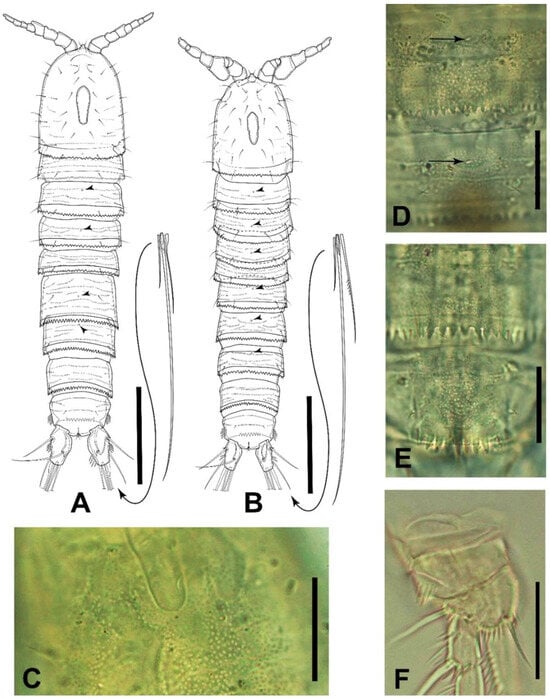 Diversity 16 00185 g002