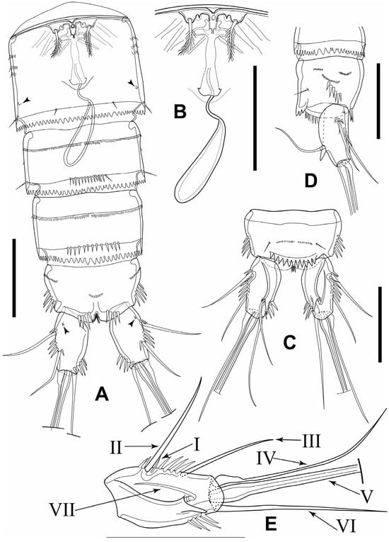 Diversity 16 00185 g003