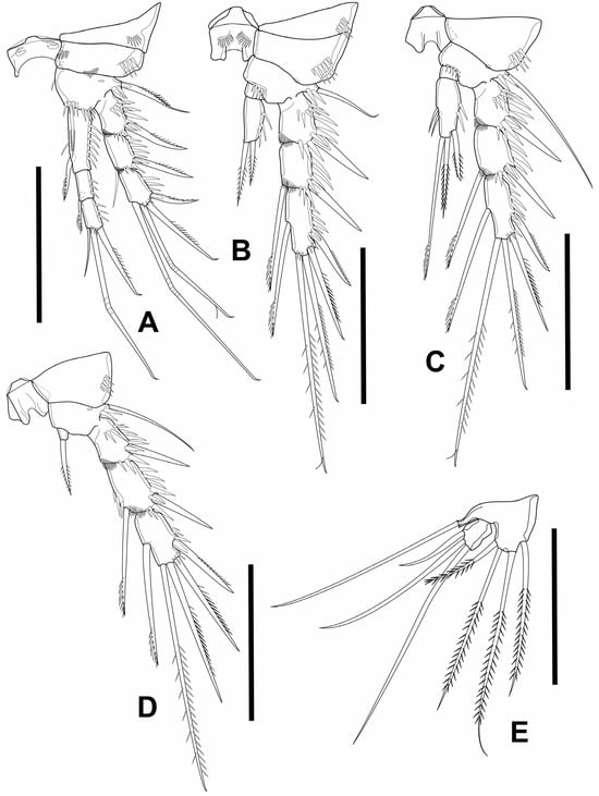 Diversity 16 00185 g005