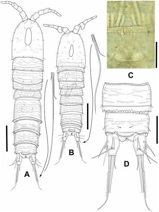 Diversity 16 00185 g008