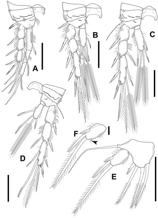 Diversity 16 00185 g011