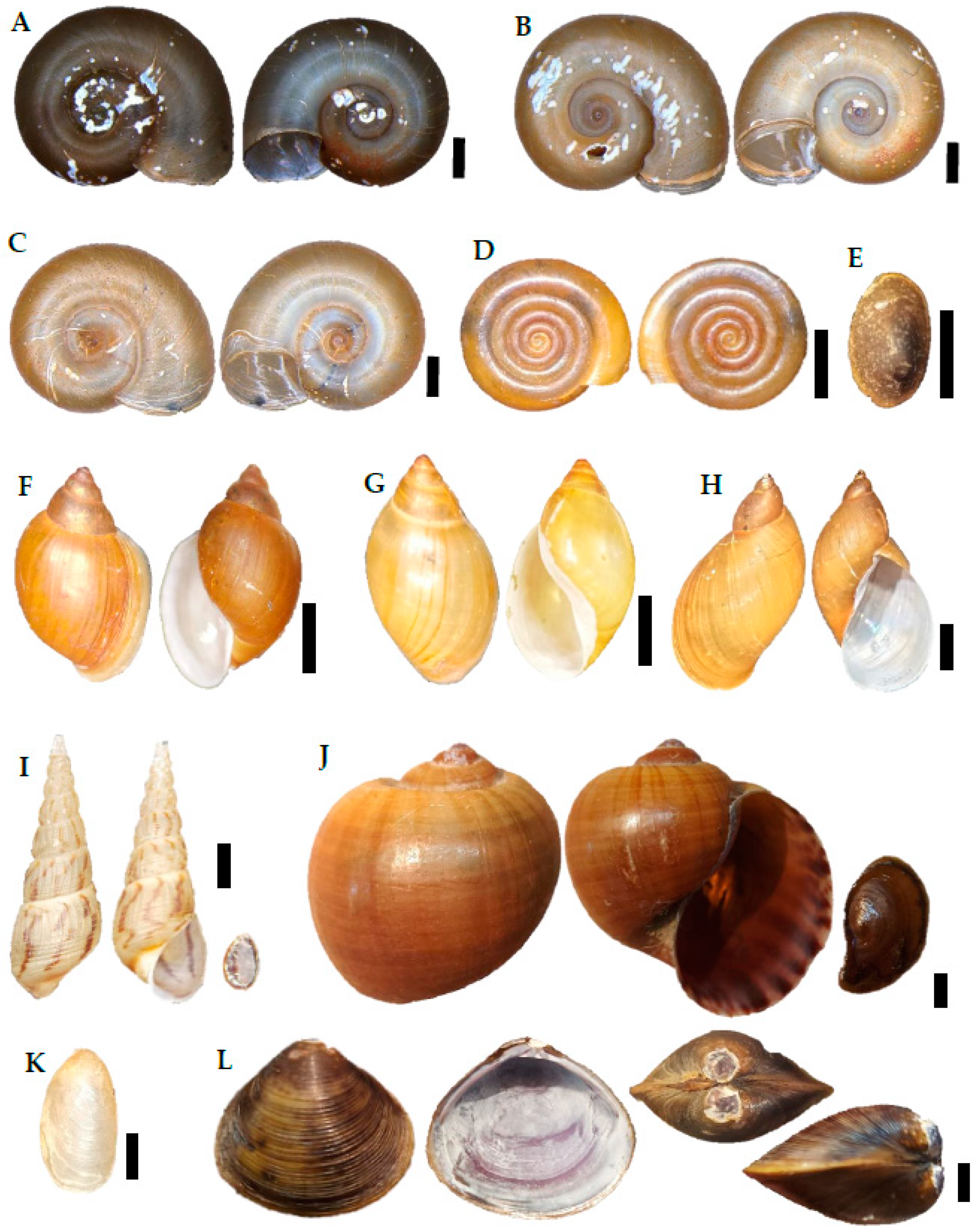 Diversity 16 00193 g004