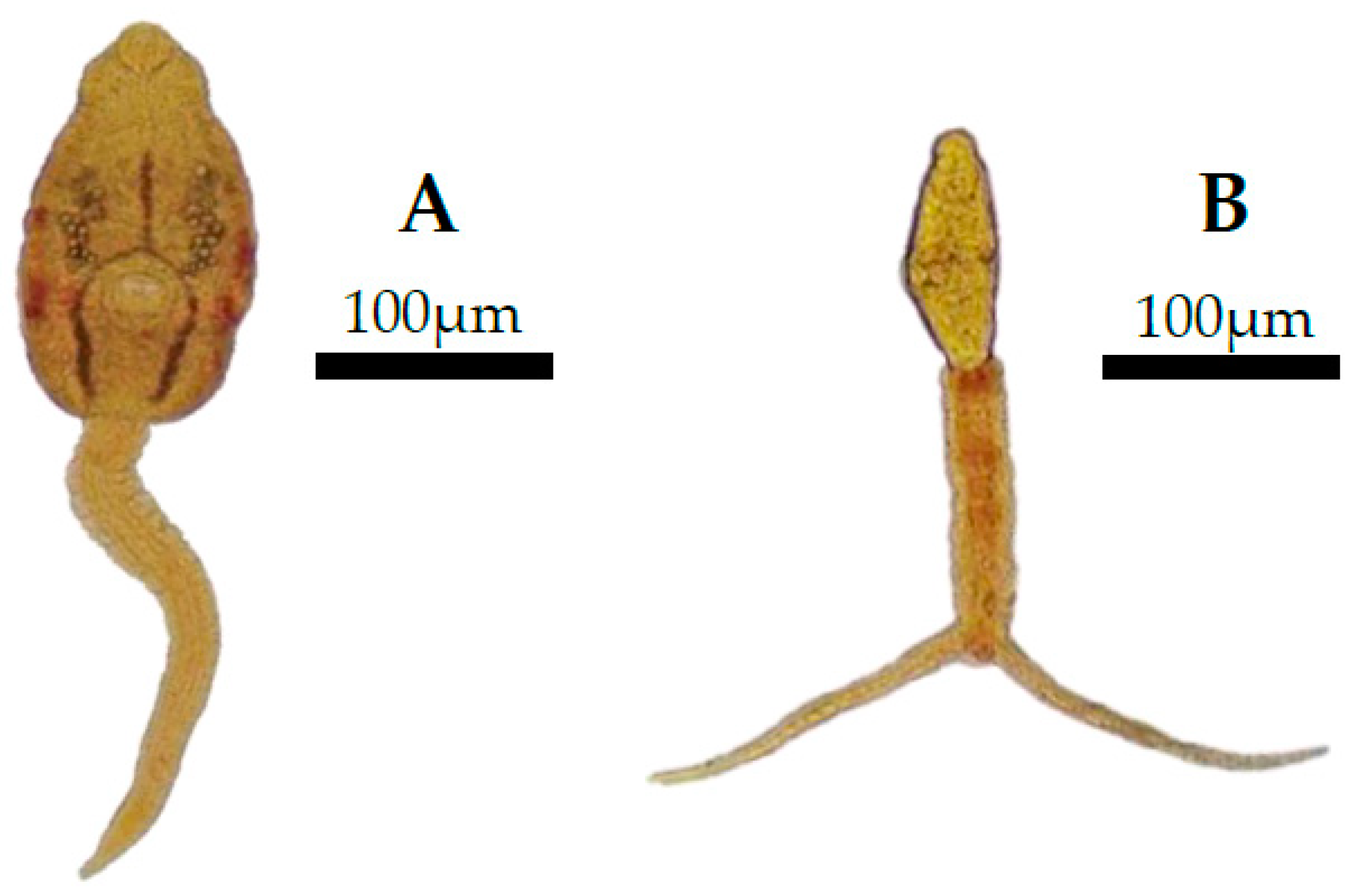 Diversity 16 00193 g008